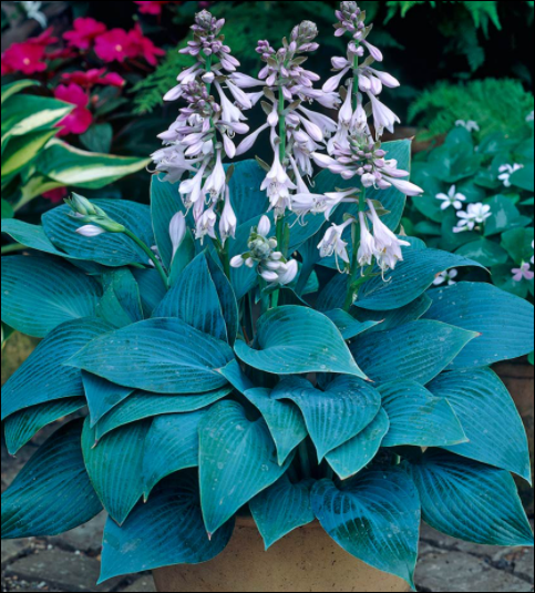 HOSTA - HALCYON