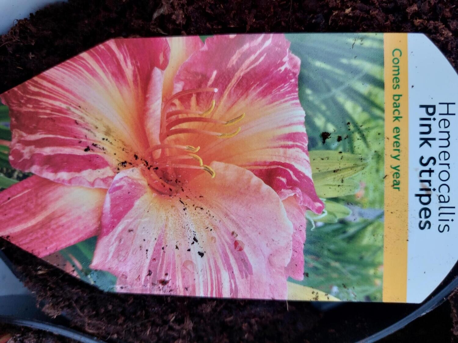 HEMEROCALLIS - Pink Stripes Day Lily Pink Stripes ,flowers for months and lasts for years . Good in any reasonable soil type
