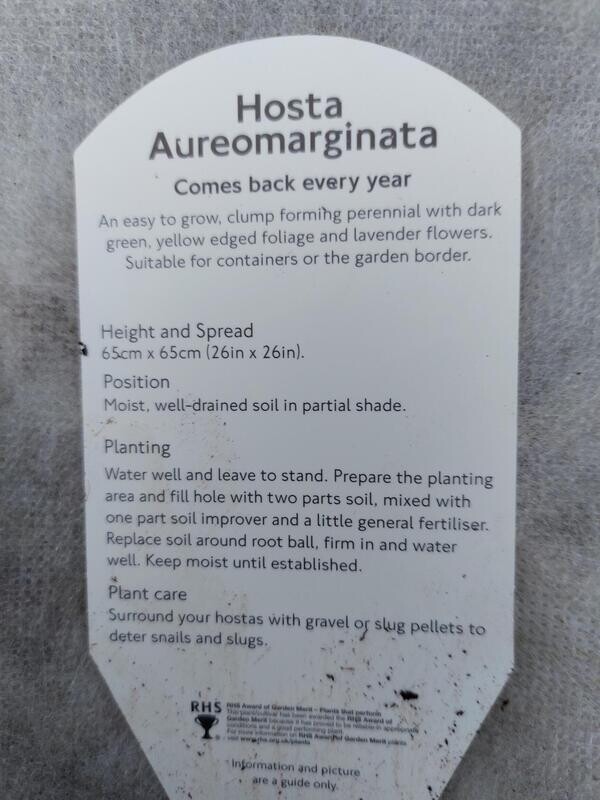 HOSTA- Aureomarginata