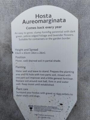 HOSTA- Aureomarginata