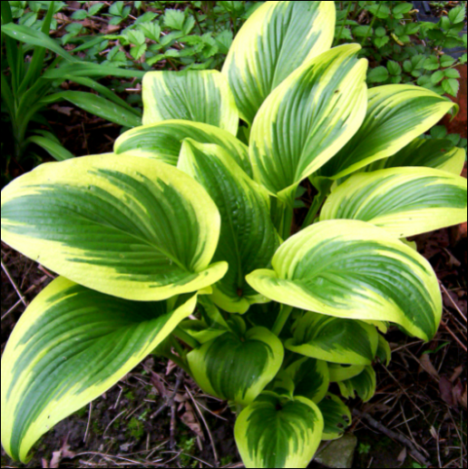 HOSTA- Aureomarginata