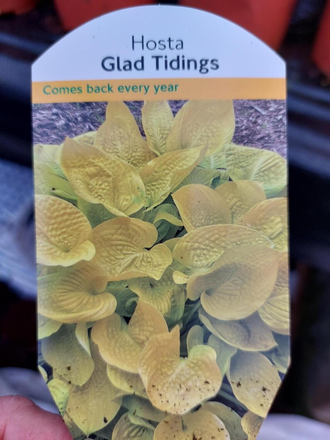 HOSTA- Glad Tidings
