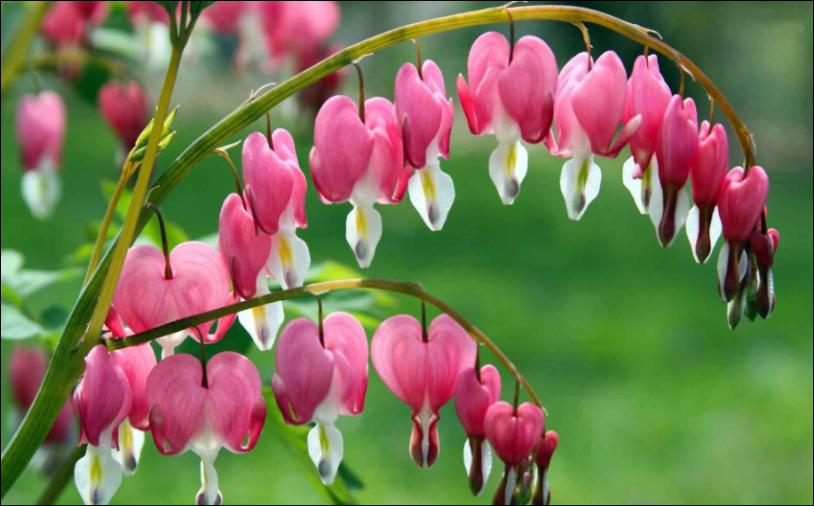Dicentra Spectabilis