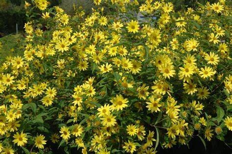 HELIANTHUS -LEMON QUEEN Perennial Sunflower PRUNED BACK READY FOR PLANTING ..will flower from next year summer and autumn.