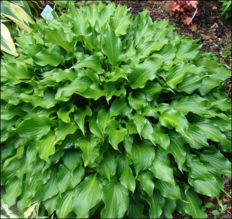 HOSTA- Sorbet