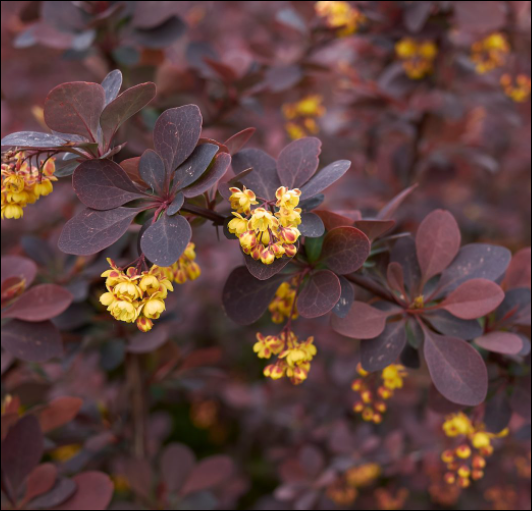 Berberis Atropurpurea