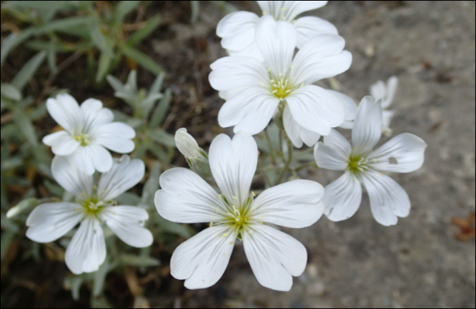 SNOW IN SUMMER fast growing carpet plant with silver foliage and white flowers .Perfect spreading on banks or spilling over walls and kerbs