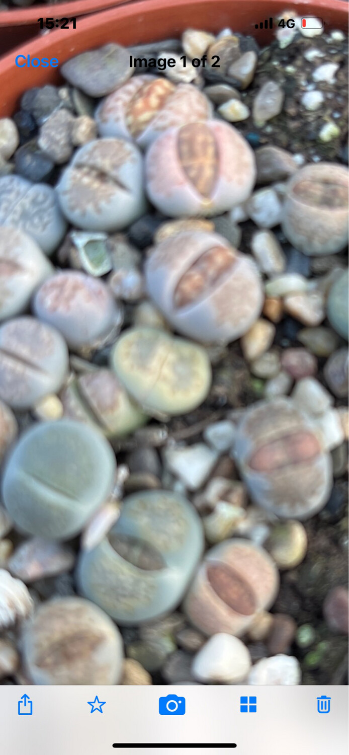 Living Stone