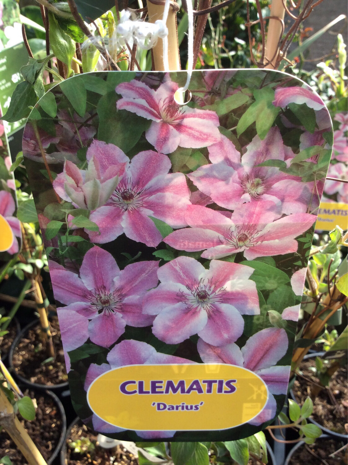 Clematis &#39;Darius&#39;