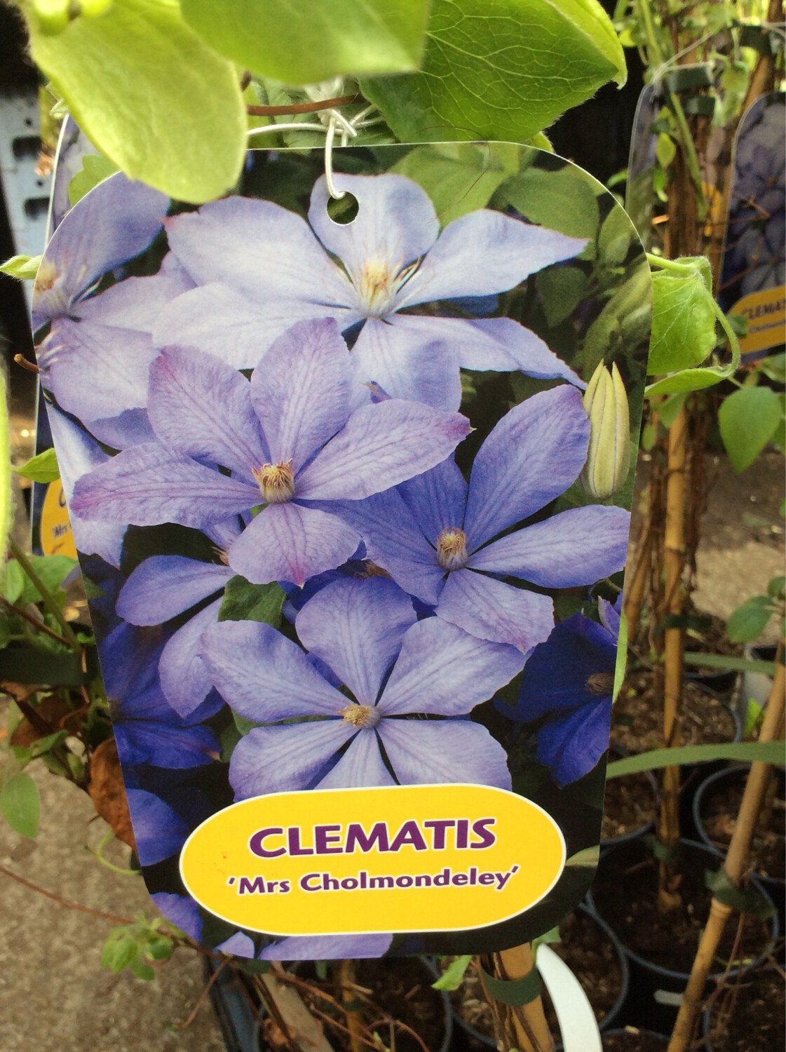 Clematis &#39;Mrs. Cholmondeley&#39;