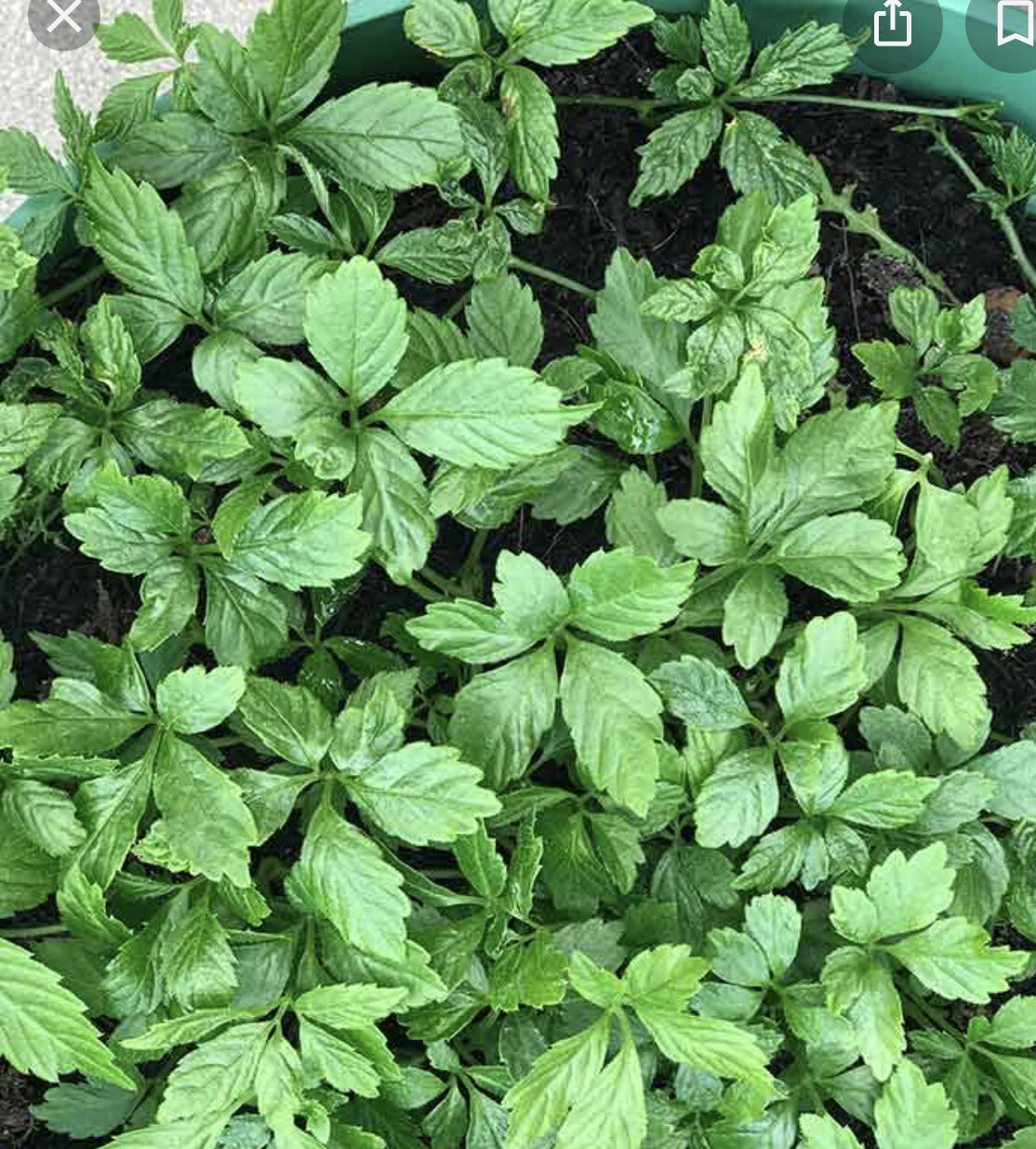 JIAOGULAN Herb for JIAGOLON Tea a small climbing herb that Is totally winter hardy … Herb Of Imortality