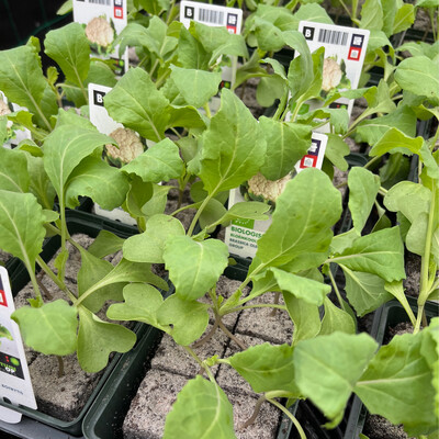 6 Cauliflower 'Snowball' Plants  in Blocks