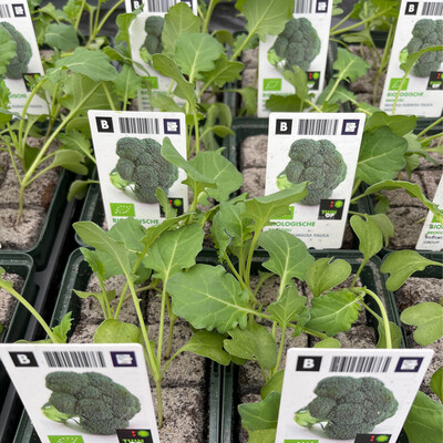 6 Broccoli Plants in Blocks