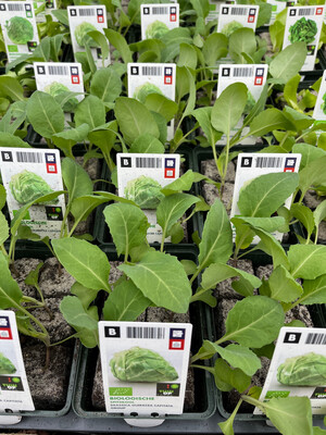 6 York Cabbage Plants in Blocks