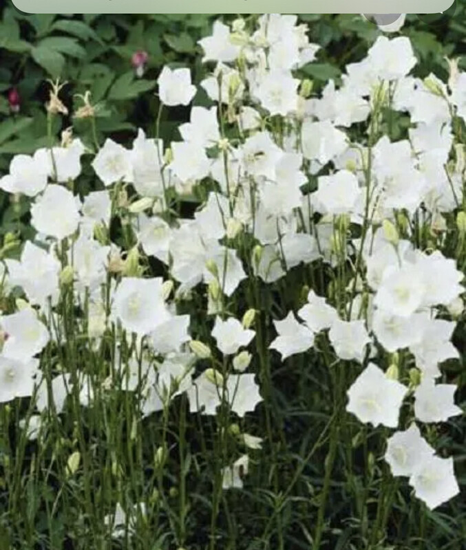 Bellflower “Takion White “ Campanula 'Takion White'