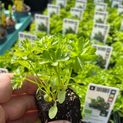 6 MOSS CURLED PARSLEY In soil blocks