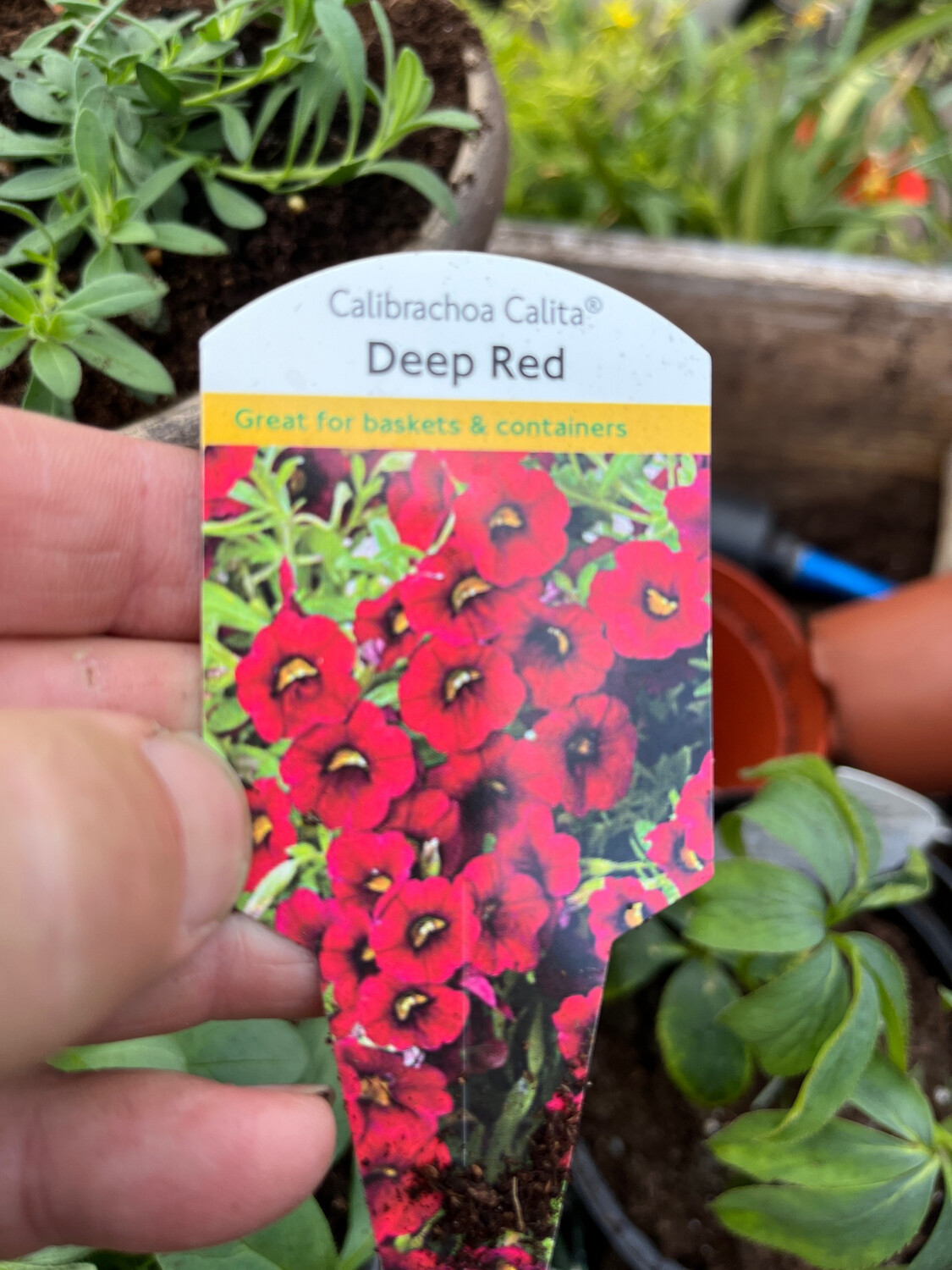 Million Bells Red ,non stop flowers from May Until October..for hanging