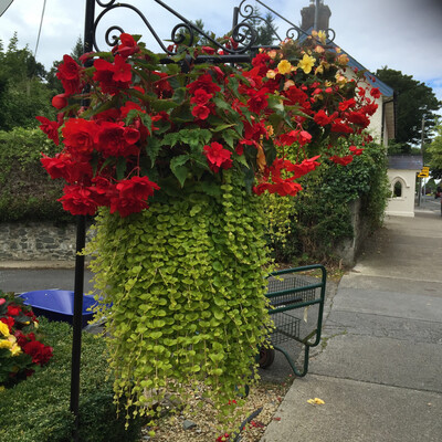 Colourful Bedding Flowers for Pots And Baskets