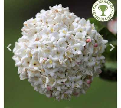 Fragrant and Scented Plants