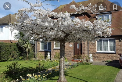 180 Cm PRUNUS Shirotae the flat topped flowering cherry, perfect tree to put a seat under! 7 Year Old Strong Pot Grown Plants ready for planting