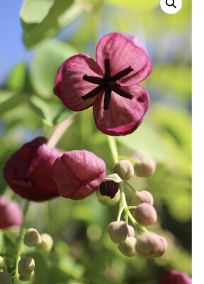 AKEBIA QUINATA Chocolate Vine ,a fast growing climber for a sunny spot . Vanilla Scented waxy flowers and colourful foliage . Light purple three lobed leaves .