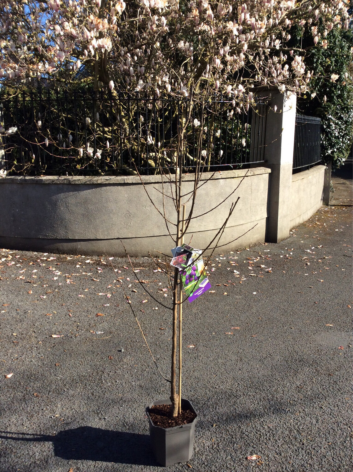 Plum “Calypso”