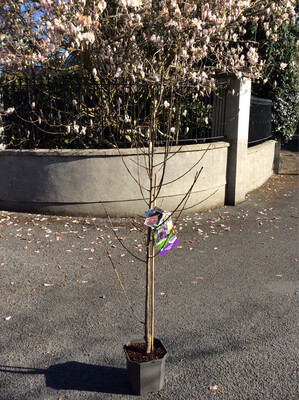 Plum “Calypso”