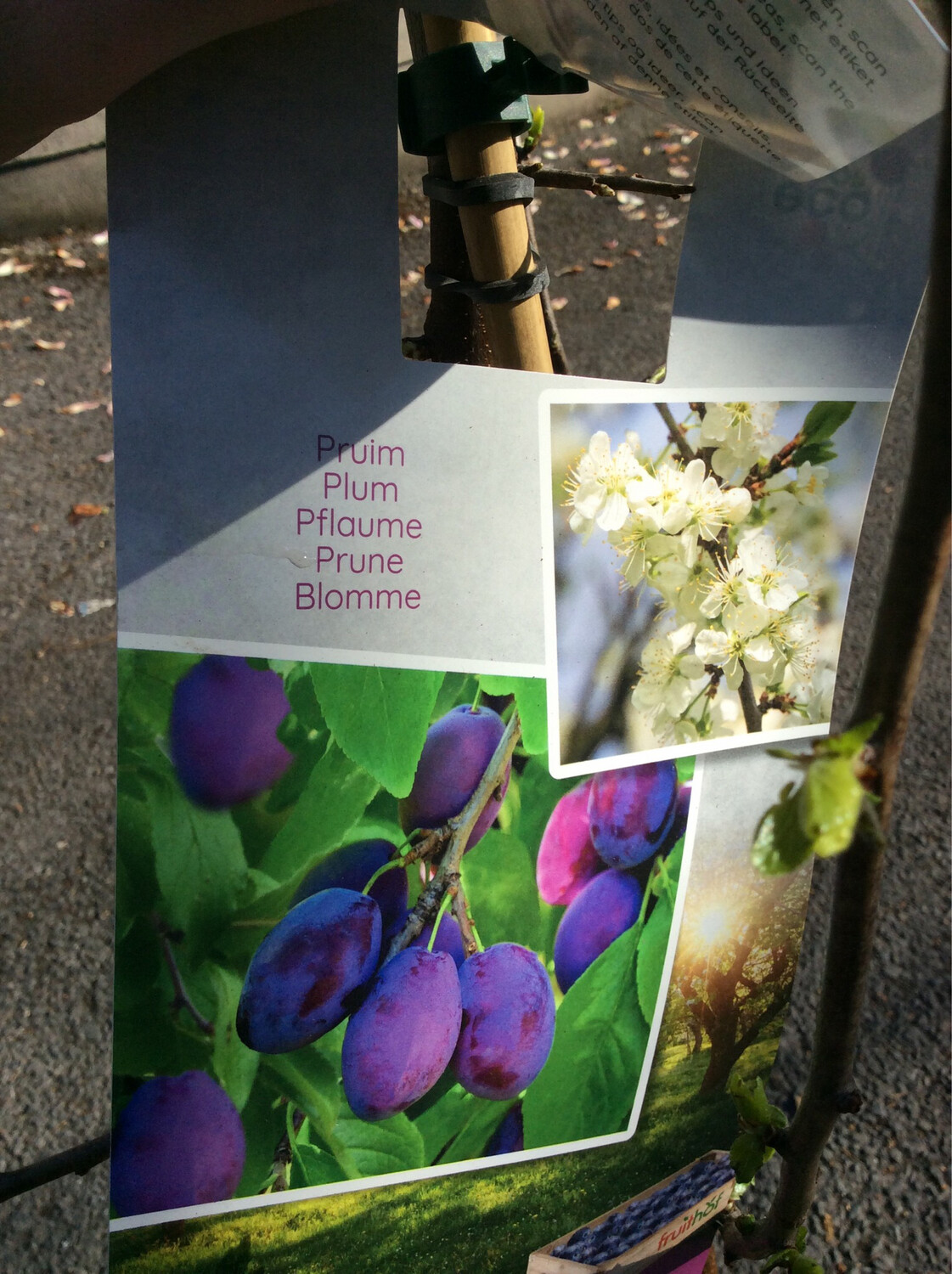 Plum &#39;Stanley&#39; Heavy crops of tasty plums.
