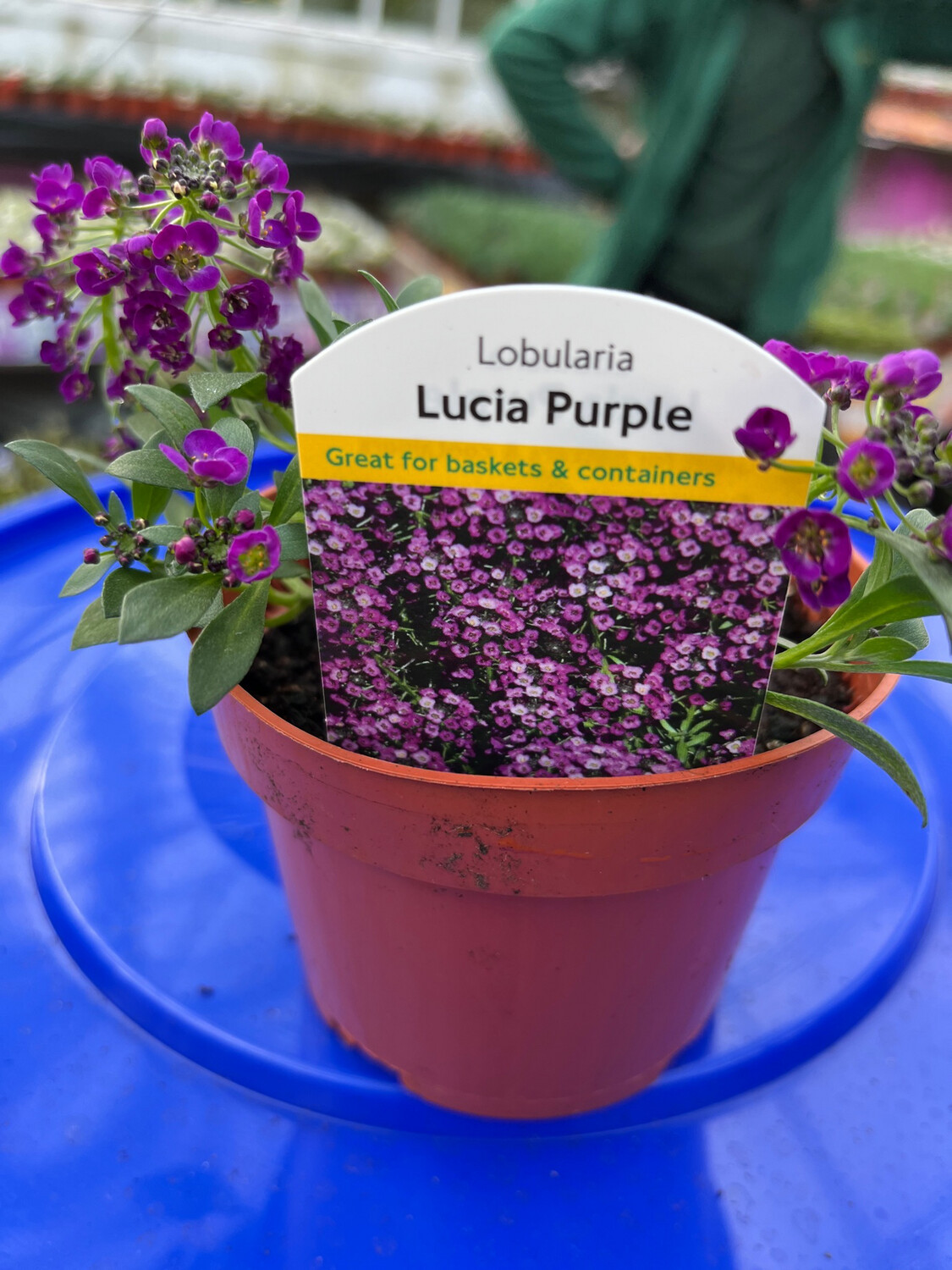 Alyssum Lucia Purple ,flowers non stop from May until October. For bed edge ,baskets and pots