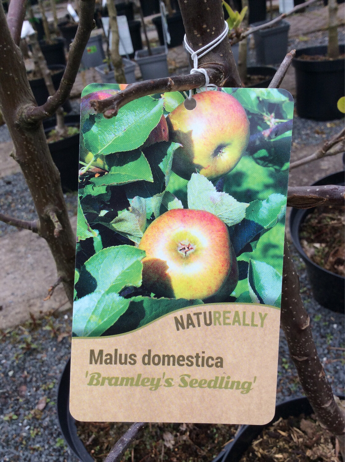 Apple Bramley’s Seedling