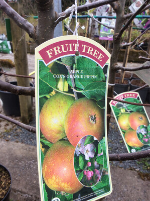 Apple &#39;Cox’s Orange Pippin&#39;