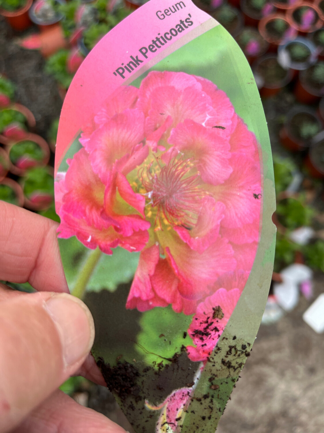 Geum Pink Petticoats