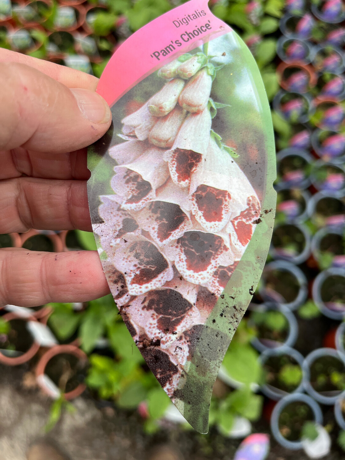 Foxglove “Pams Choice”Flowers for months and lasts for years .Flowers white with red speckled throat.