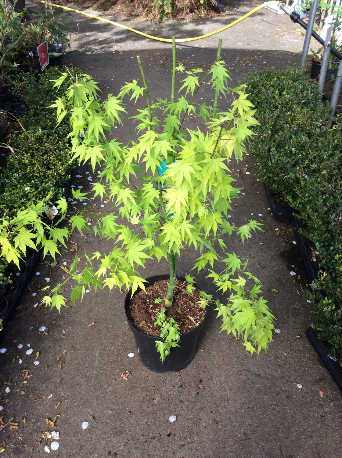 Acer palmatum Japanese Maple “Orange Dream”