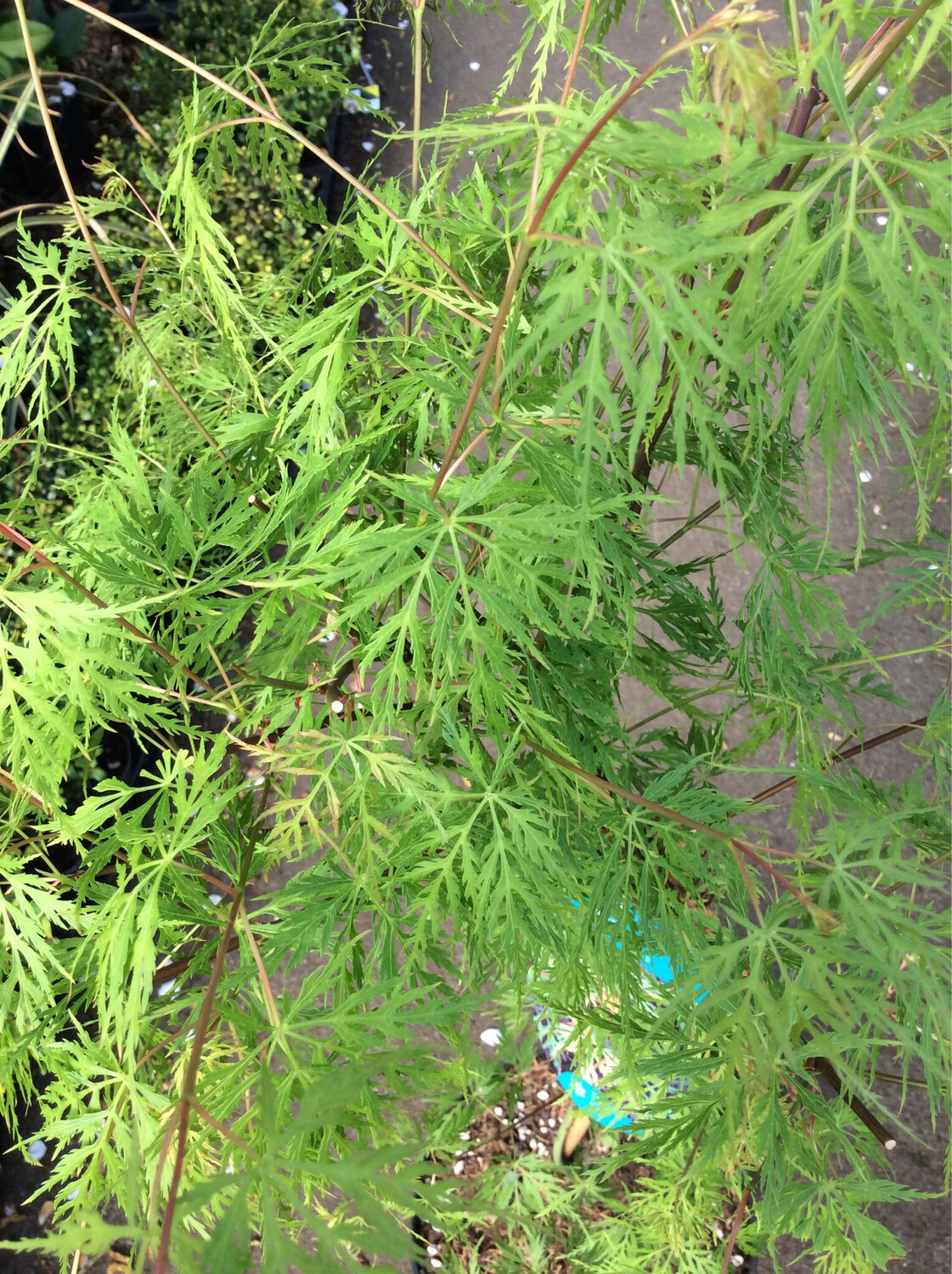 Acer palmatum Japanese Maple ‘Emerald Lace’