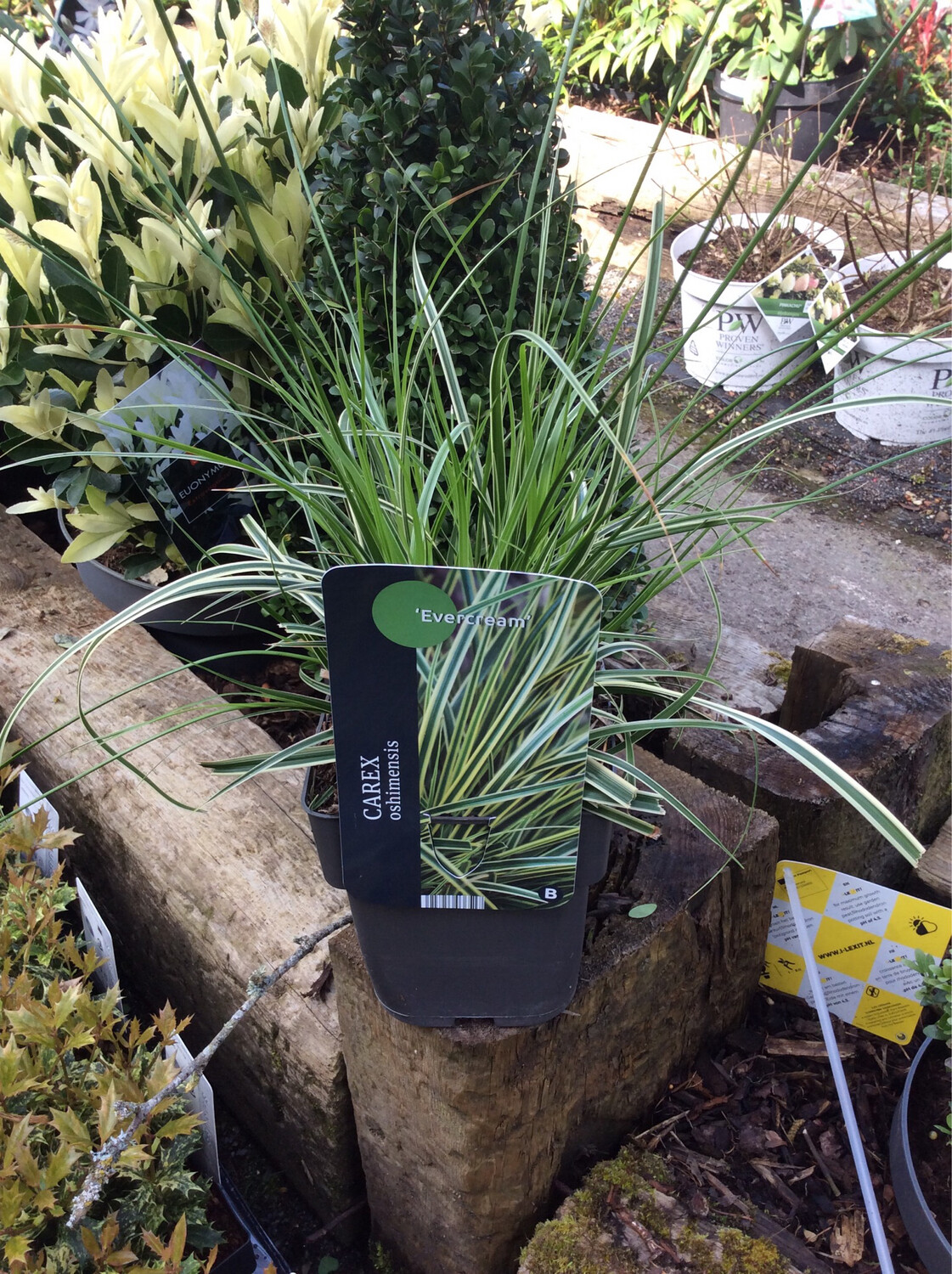 Carex ‘Evercream’