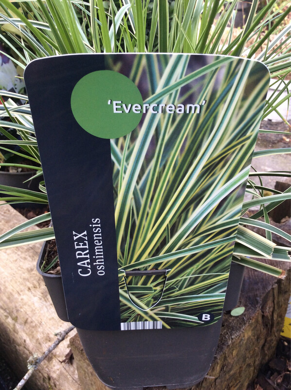 Carex ‘Evercream’