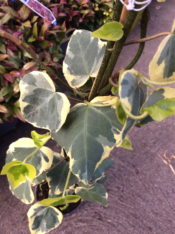 Ivy ‘Dentata Variagata’