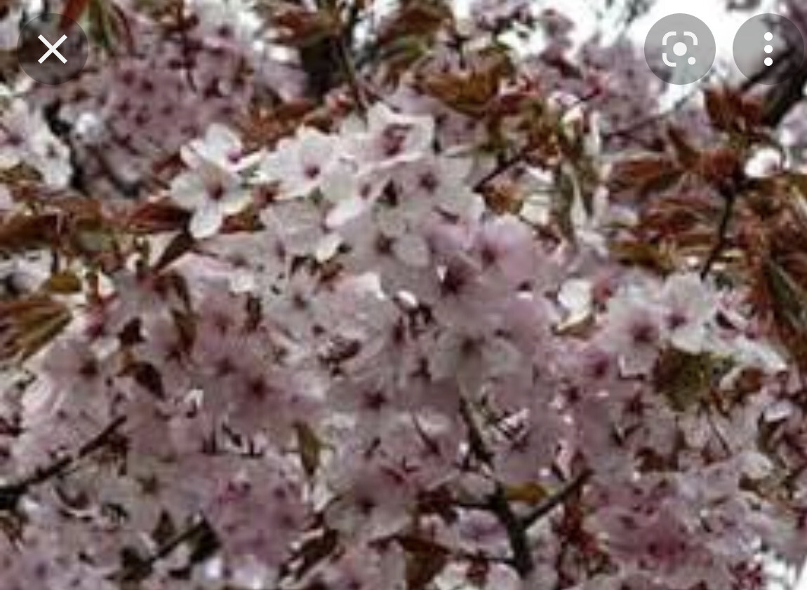 Sargents  Cherry,pink flowers in Spring and red autumn foliage Strong grown trees with excellent root system 