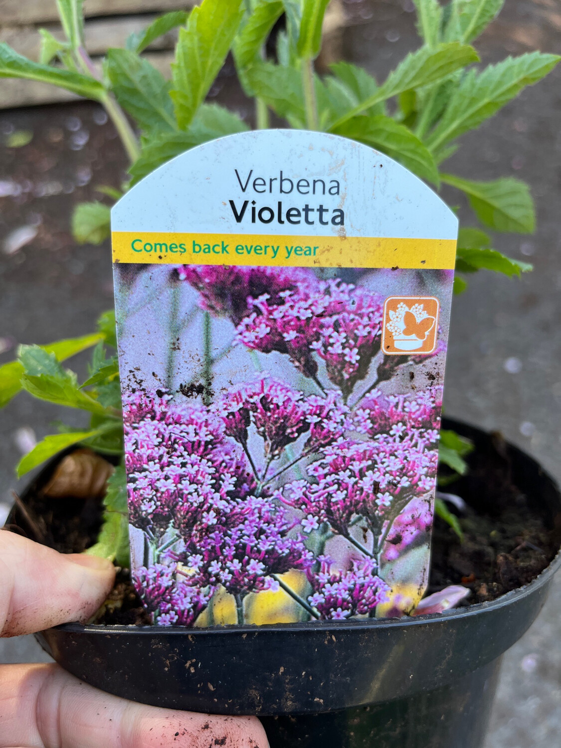 Verbena Violetta ,loved by bees 🐝 ,butterflies and pollinators . Non stop tall dainty violet  flowers non stop for months . Lasts for years.