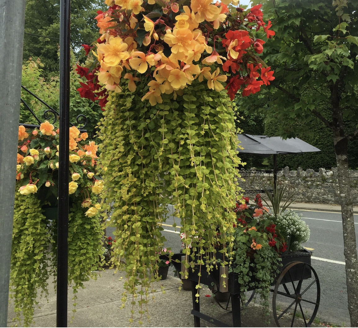 Begonia Illumination Picotee Golden Orange non stop flowers until October..for Baskets and Pots