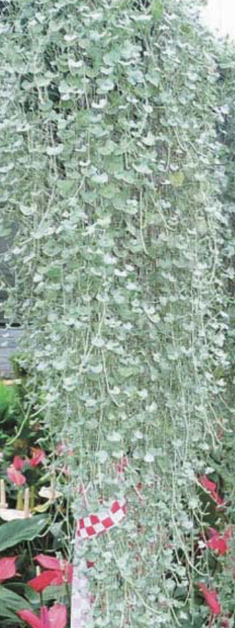 Dichondra - Silver Falls for hanging baskets and pots