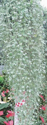 Dichondra - Silver Falls for hanging baskets and pots