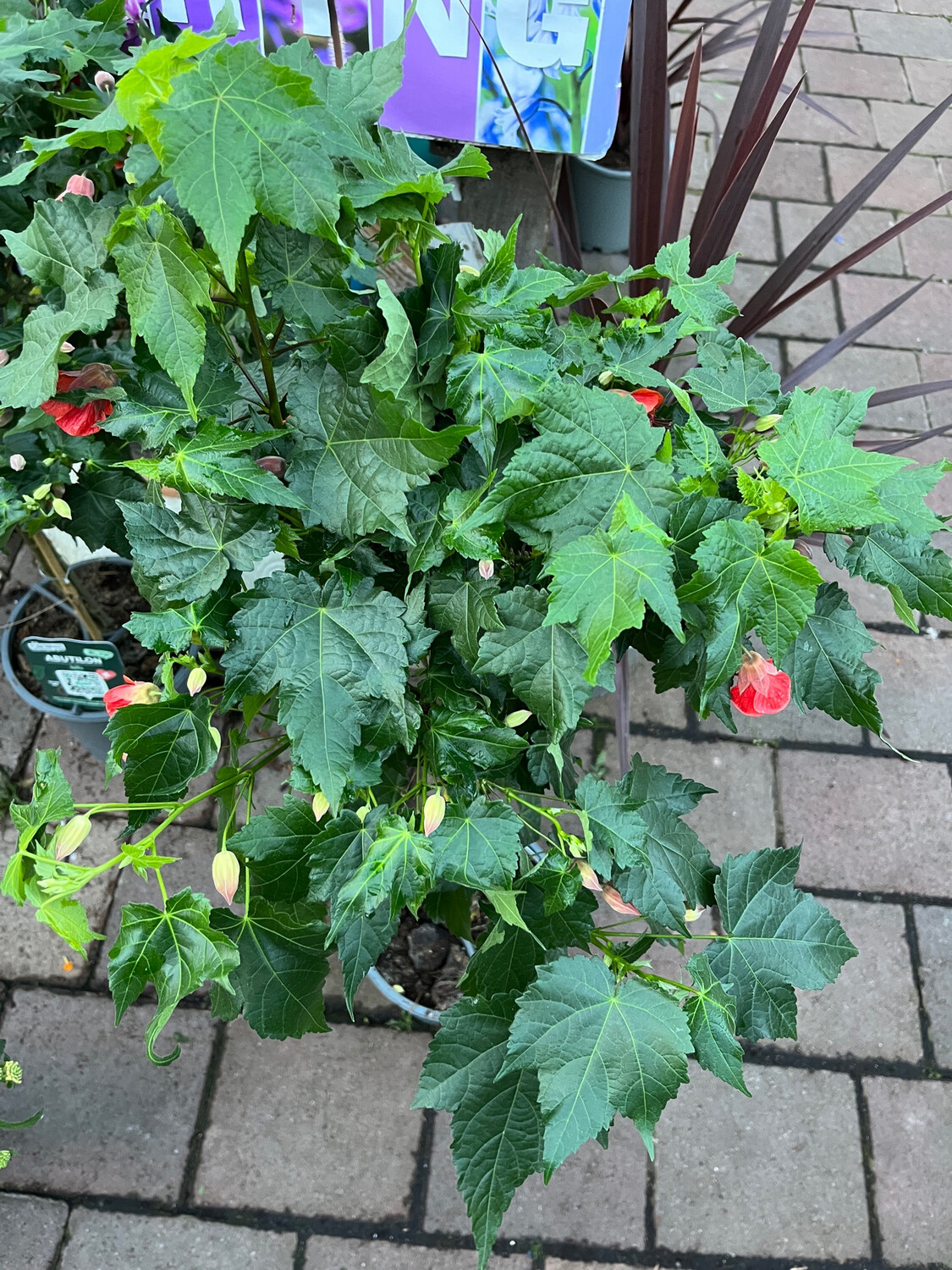 Abutilon Red Bell with Yellow Drop Perfect in pots ..flowers from May non stop until October