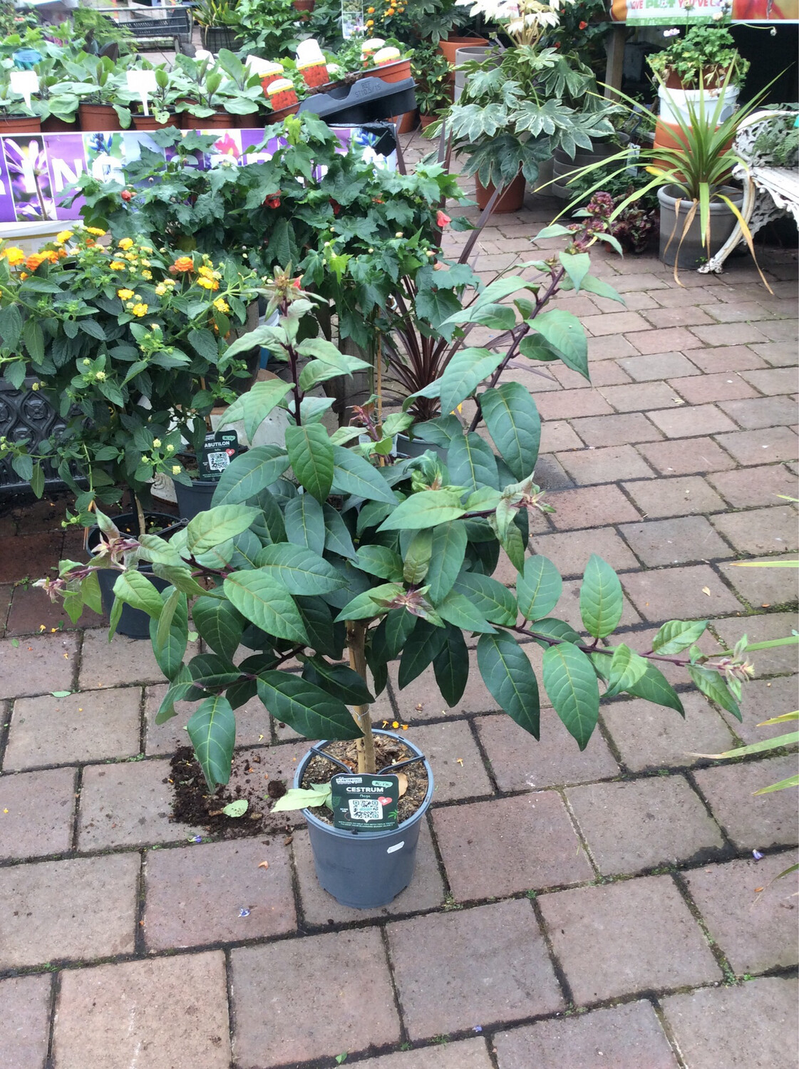 Cestrum Maya  Mini tree with non stop flowers until October 