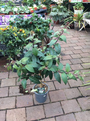 Cestrum Maya  Mini tree with non stop flowers until October 