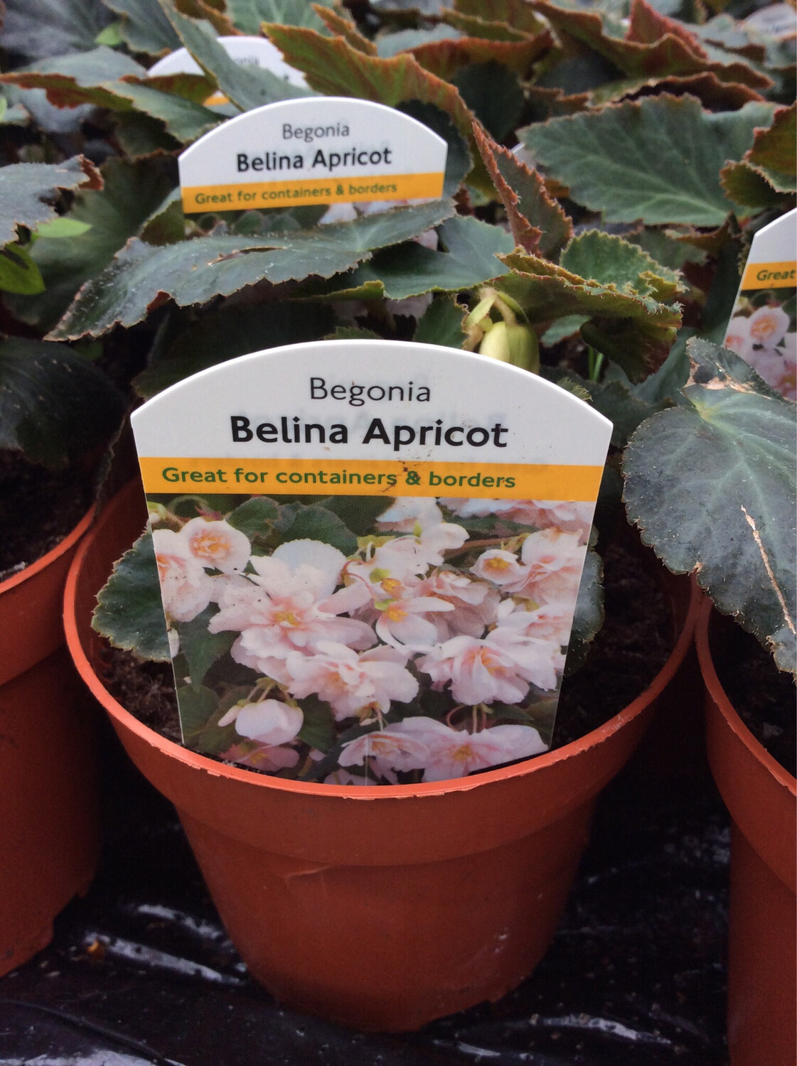 Begonia Belina Apricot Flowers non stop until October…for Pots And Baskets 