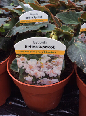 Begonia Belina Apricot Flowers non stop until October…for Pots And Baskets 