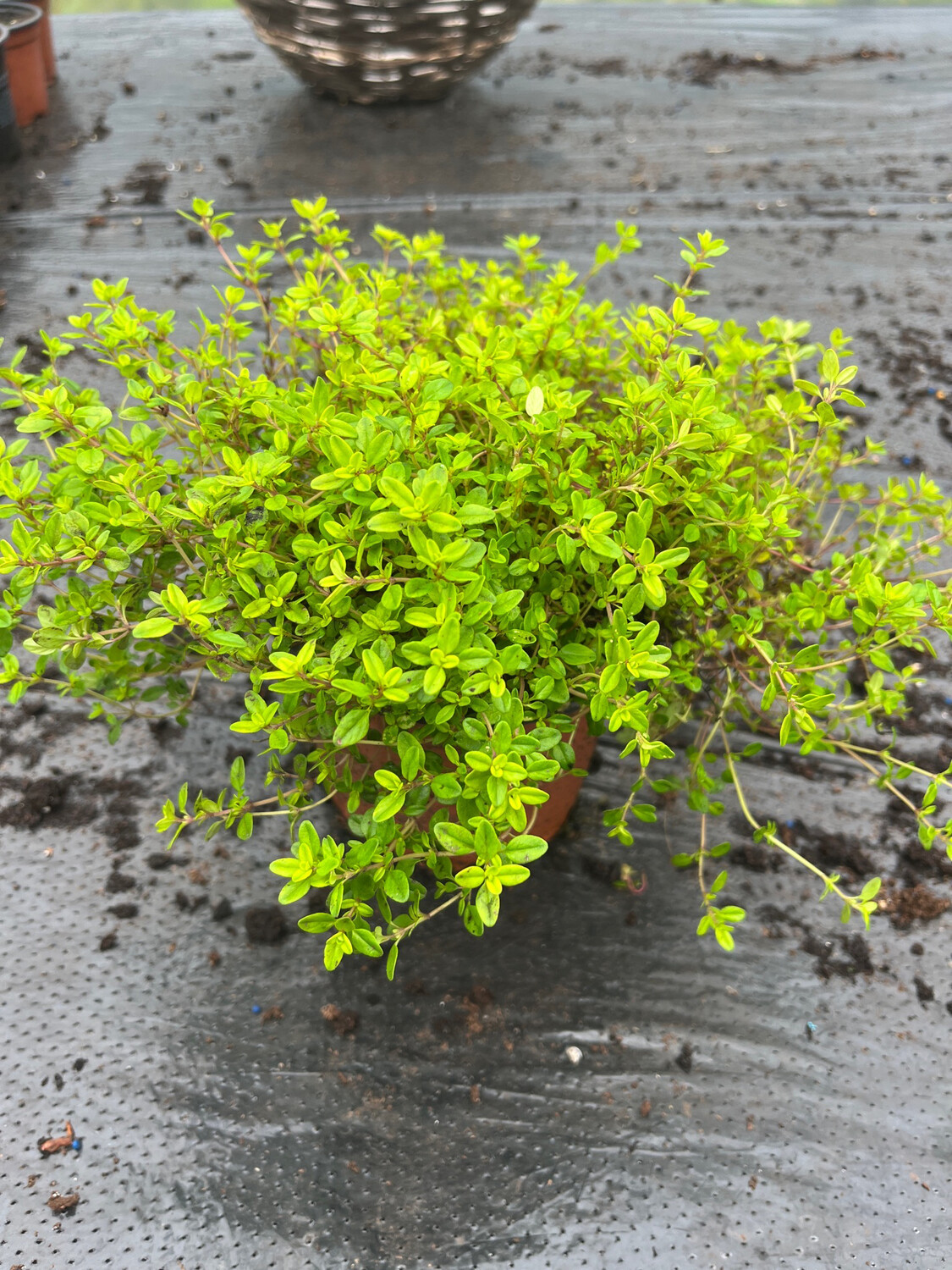 Golden Creeping Thyme ,a carpet thyme with golden foliage and pink