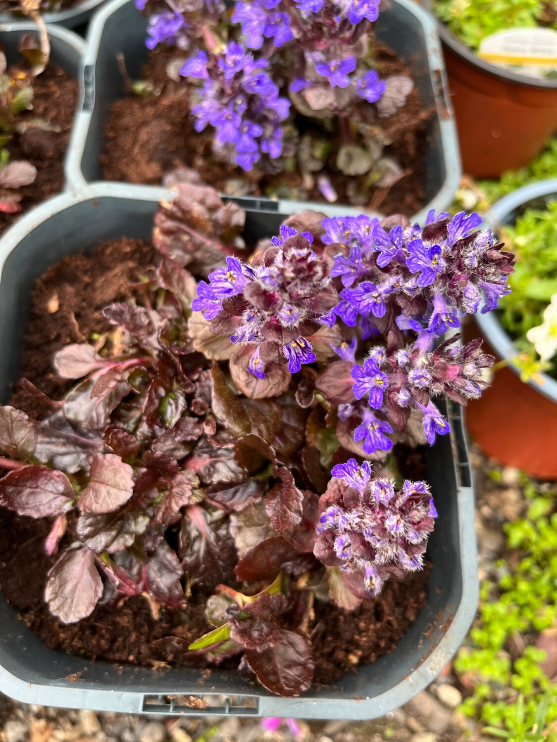 Black Bugle a carpet plant with dark foliage and purple flowers. Loves spreading on banks or beds and spilling over walls and kerbs
